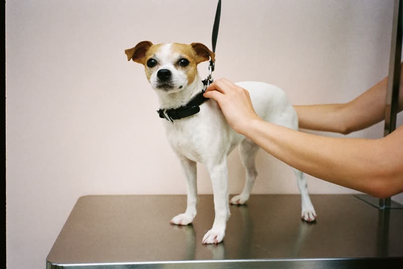 A small dog standing on a grooming table being handled