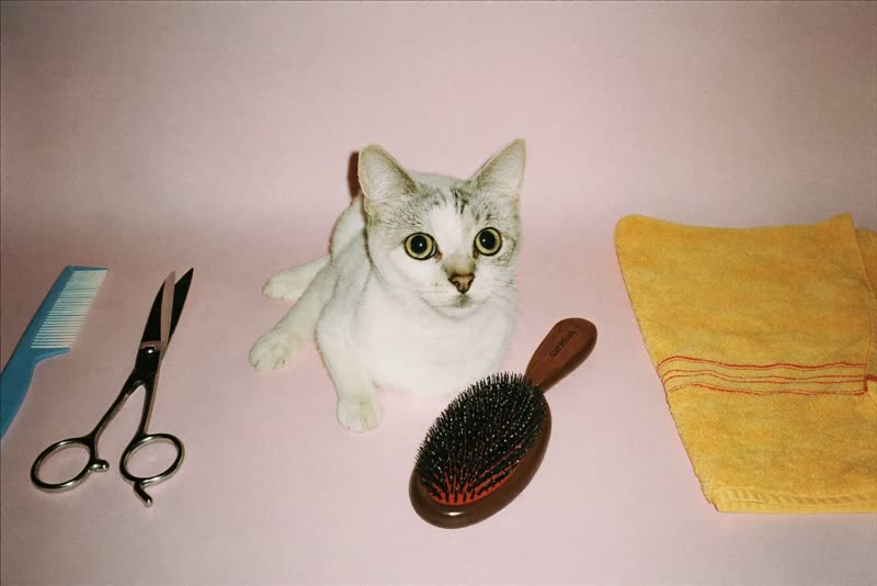 Grooming tools and a folded towel laid out on a plain surface