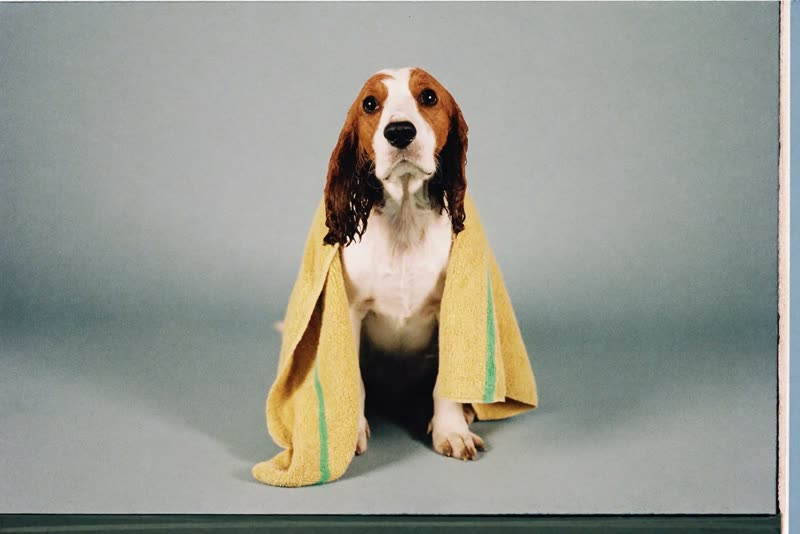 A spaniel wrapped in a towel after a bath