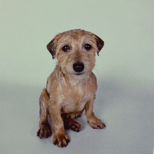 A freshly bathed terrier sitting on a plain pale backdrop