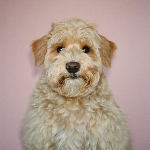 A neatly clipped cockapoo on a plain pink backdrop