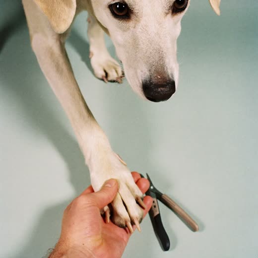 A dog's paw held steady beside a pair of nail clippers