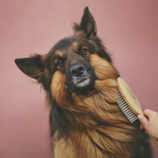 A thick-coated dog being brushed out with a slicker brush