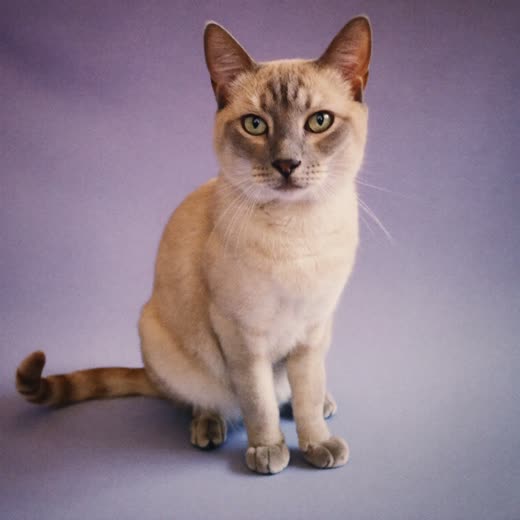 A calm cat sitting on a plain lilac backdrop